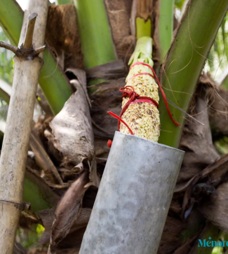 Nira-Kelapa